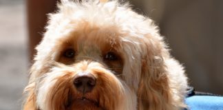 HUD Provides Guidance for Service Animals